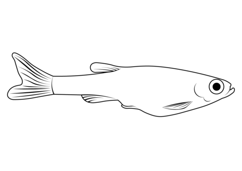 White Cloud Mountain Minnow (Tanichthys Albonubes) Coloring Page